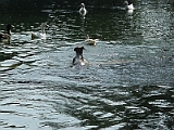 Dog in Villa Borghese in Rome